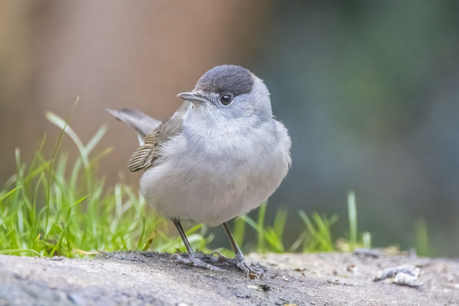 Blackcap (Sylvia atricapilla)