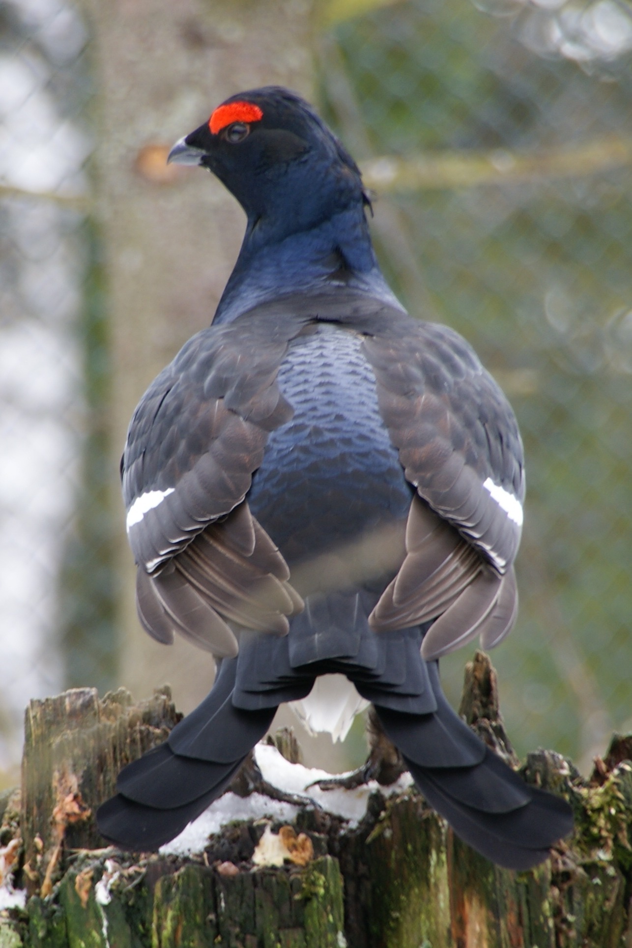 Black Grouse (Tetrao tetrix)