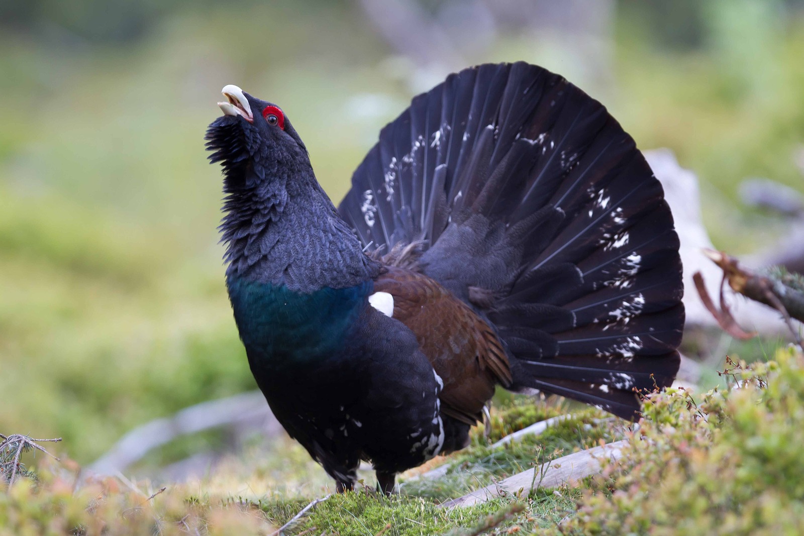 Capercaillie (Tetrao urogallus)