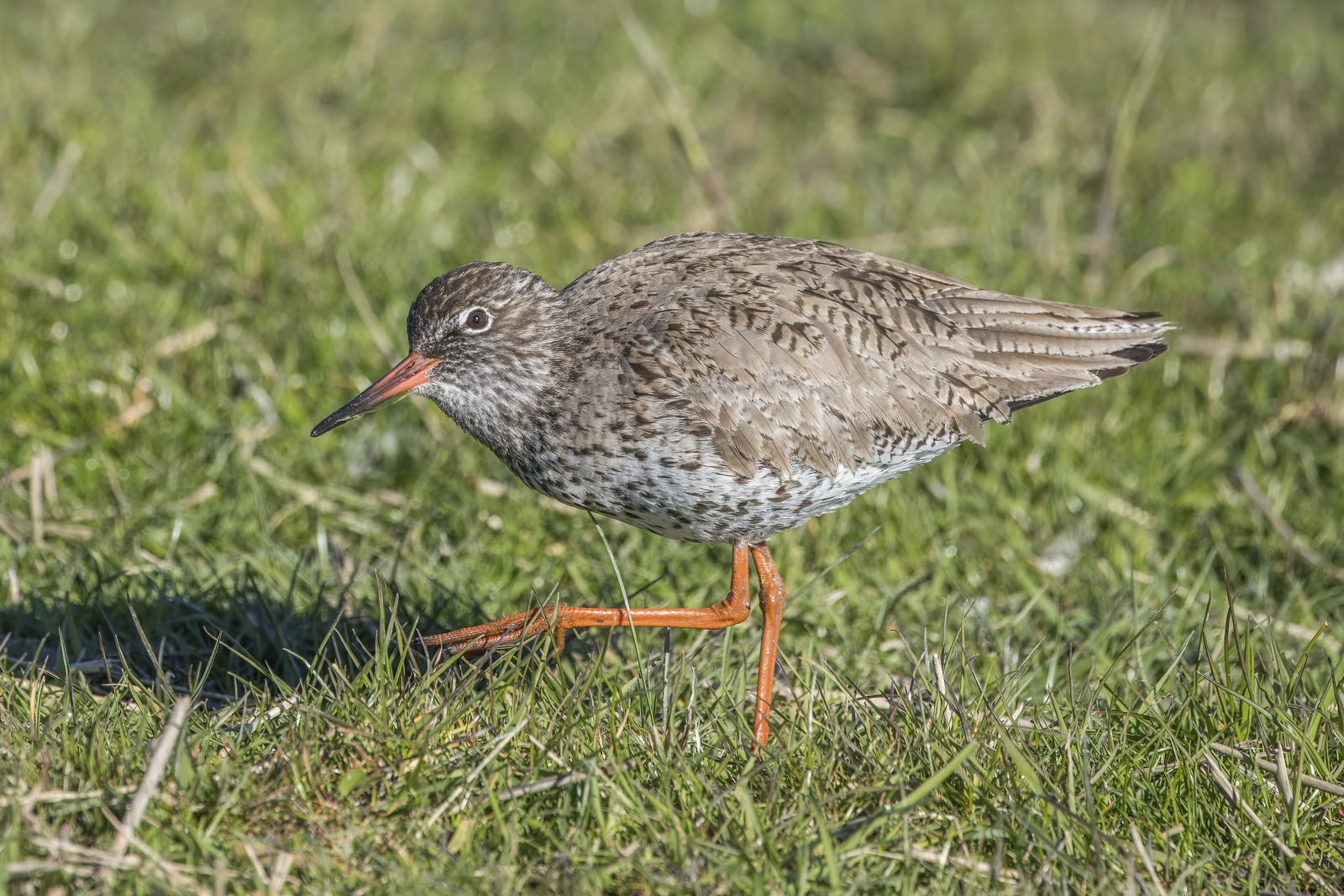 Redshank (Tringa totanus)