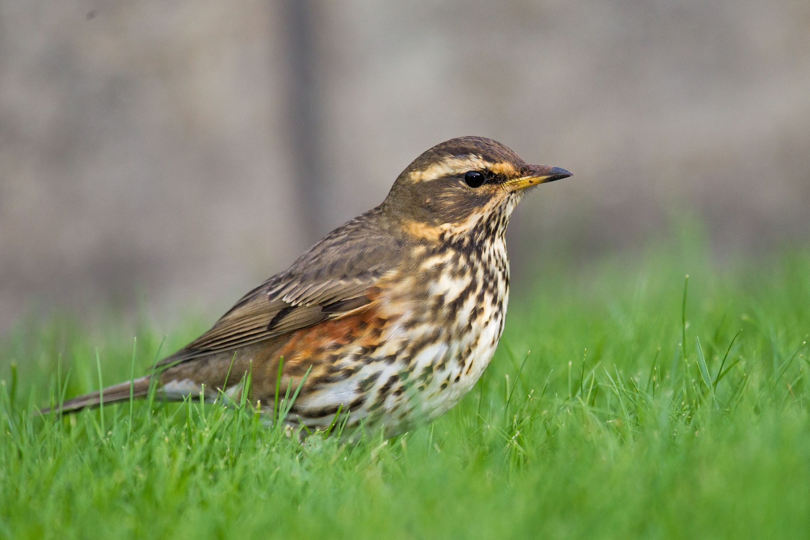 Redwing (Turdus iliacus)