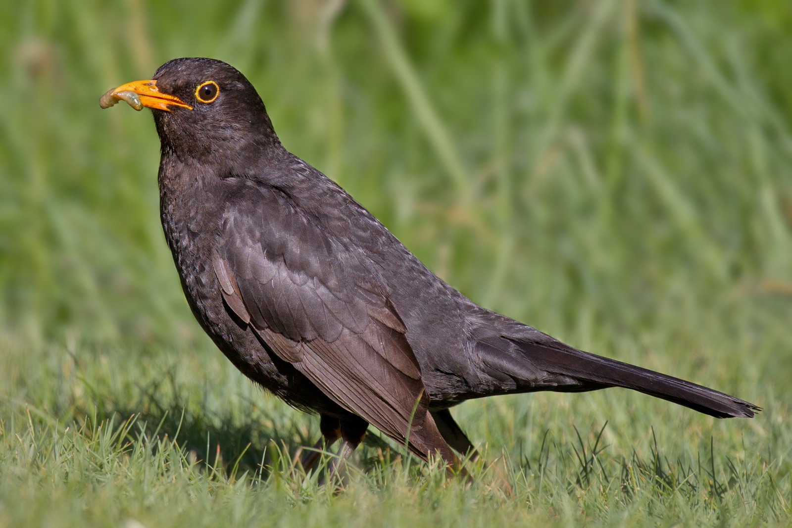 Blackbird (Turdus merula)