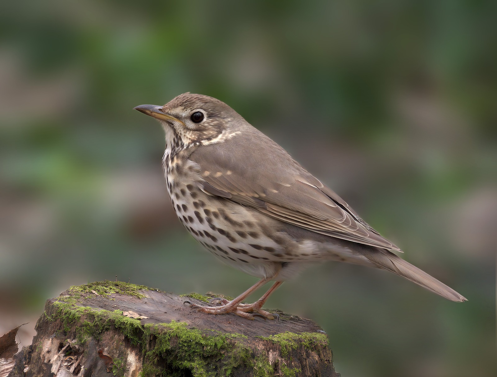 Song Thrush (Turdus philomelos)