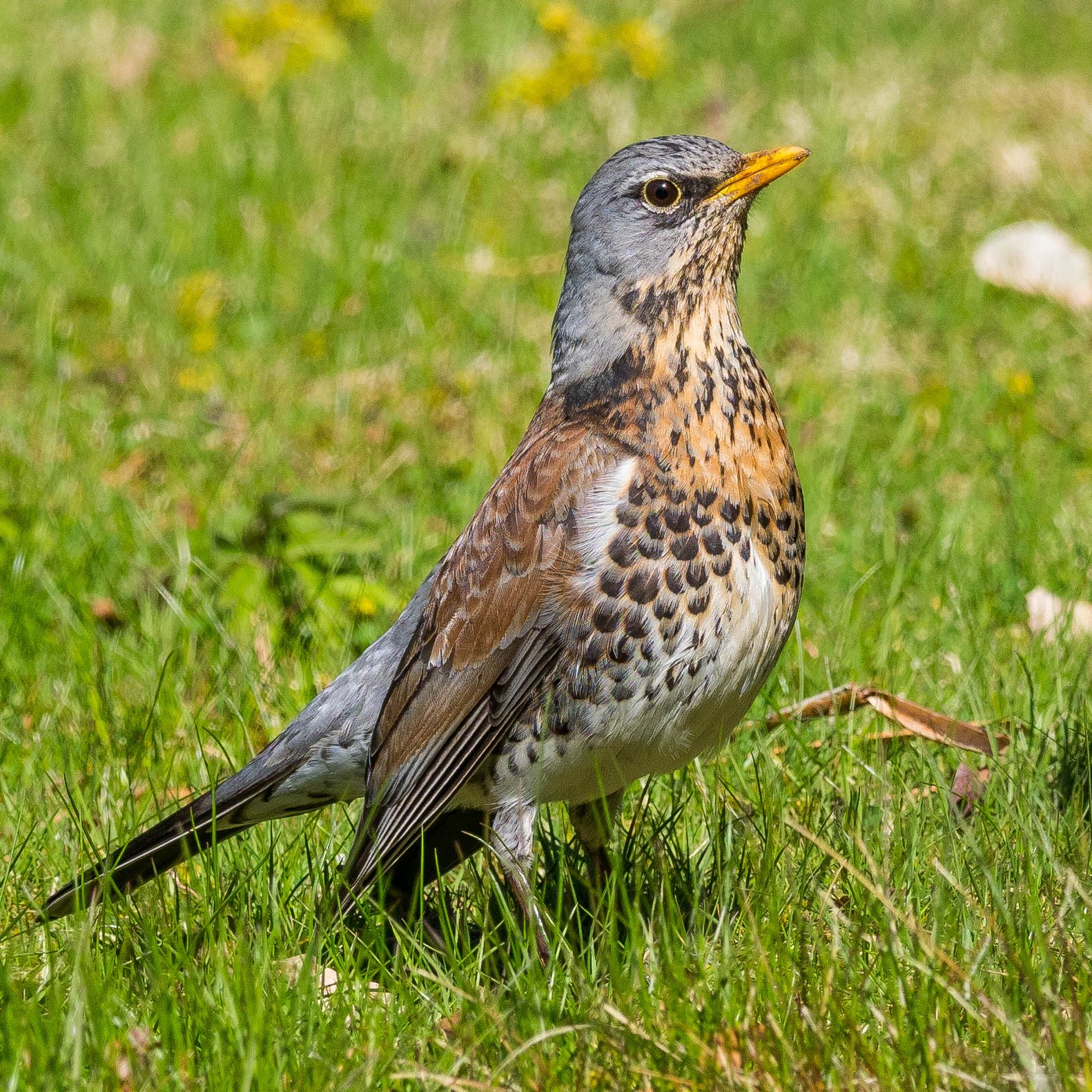 Fieldfare (Turdus pilaris)