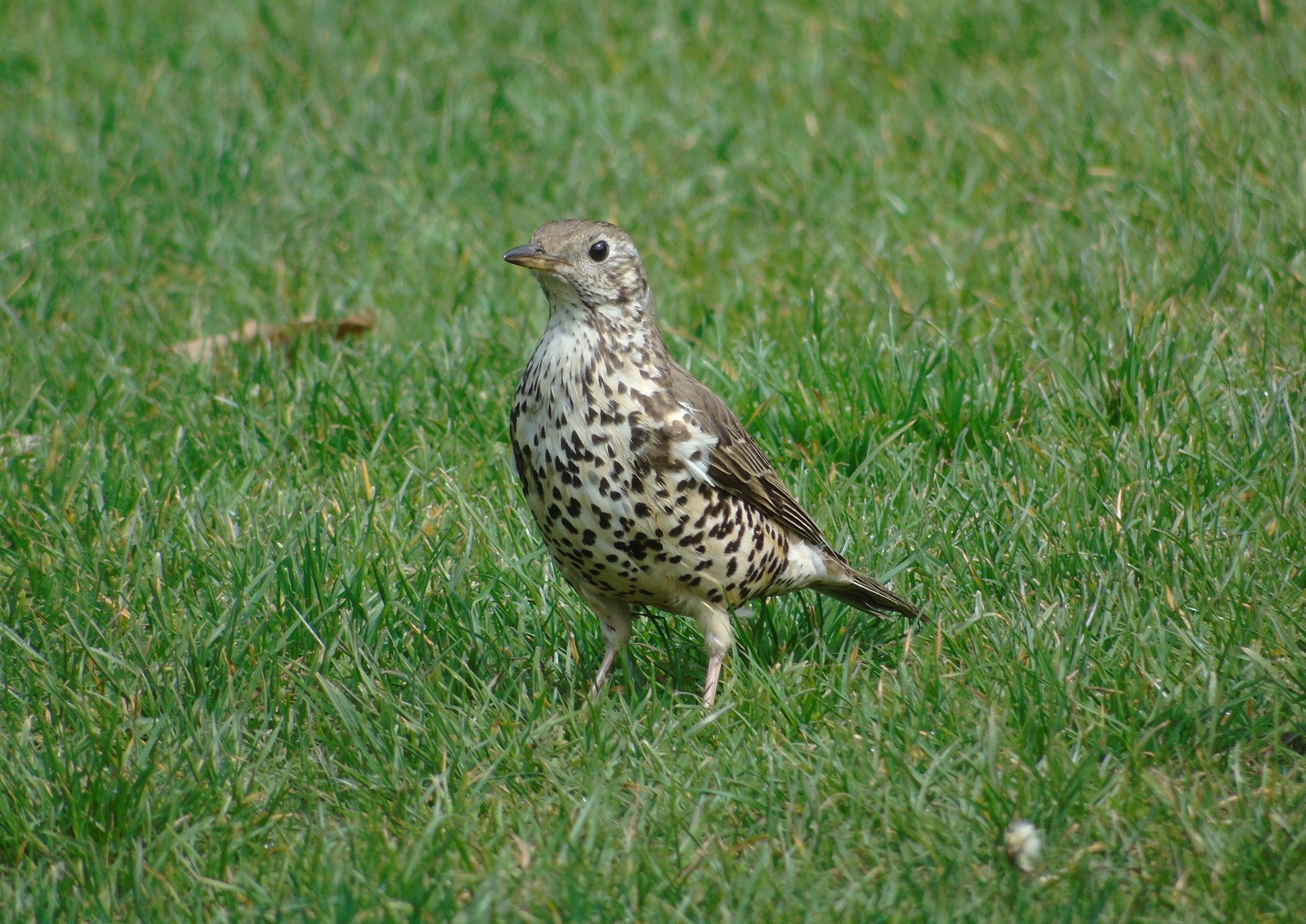 Mistle Thrush (Turdus viscivorus)