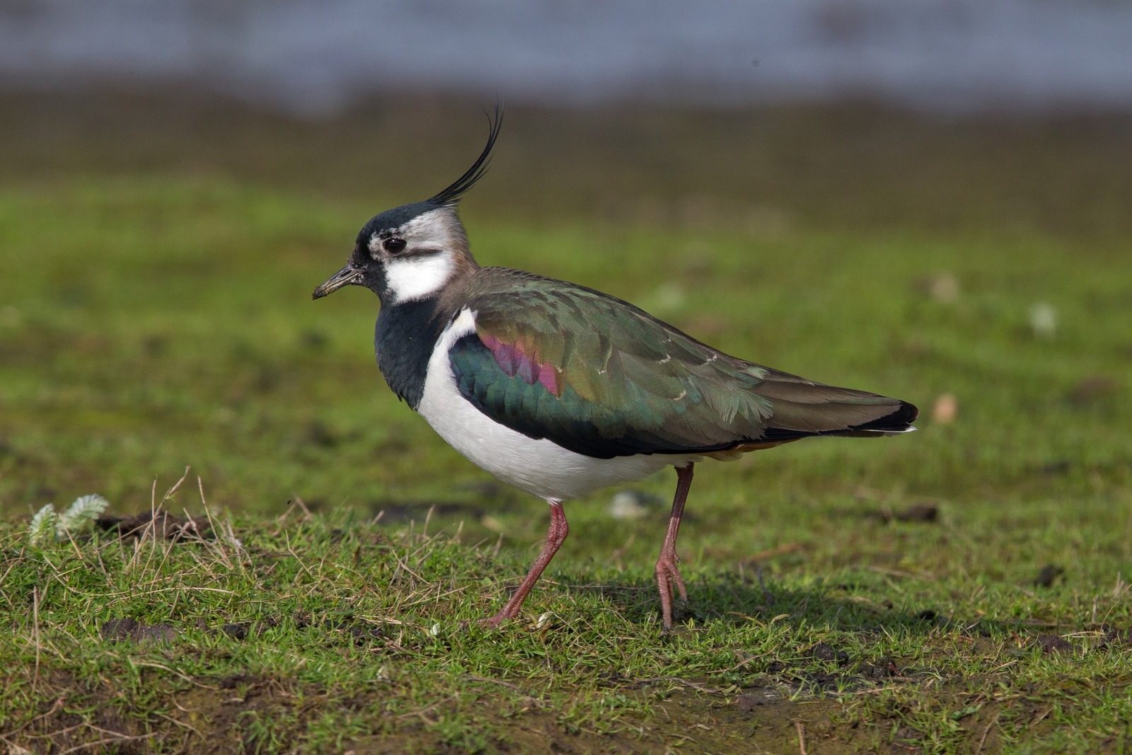 Lapwing (Vanellus vanellus)